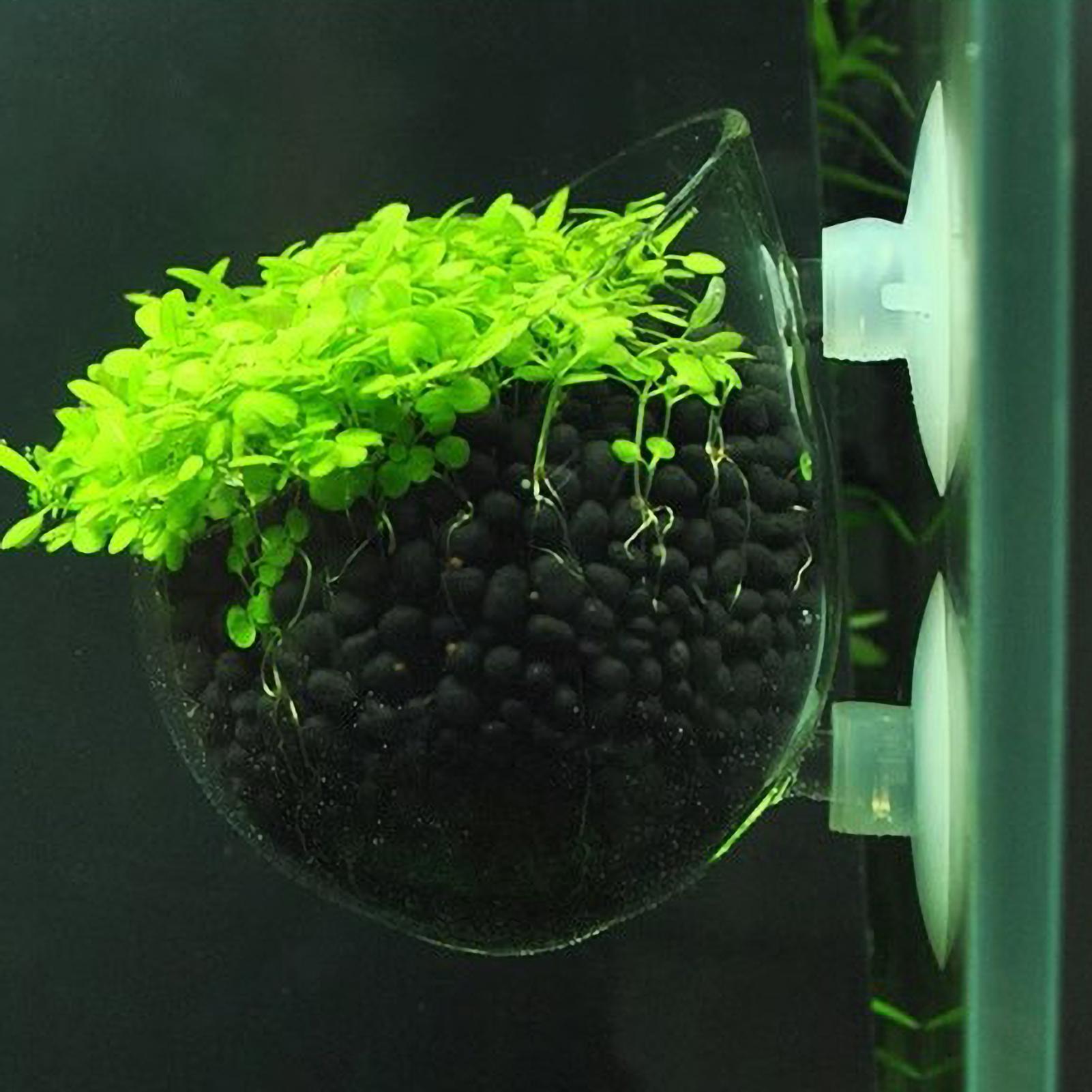 Badminton Live - Support pour plantes d'aquarium en verre