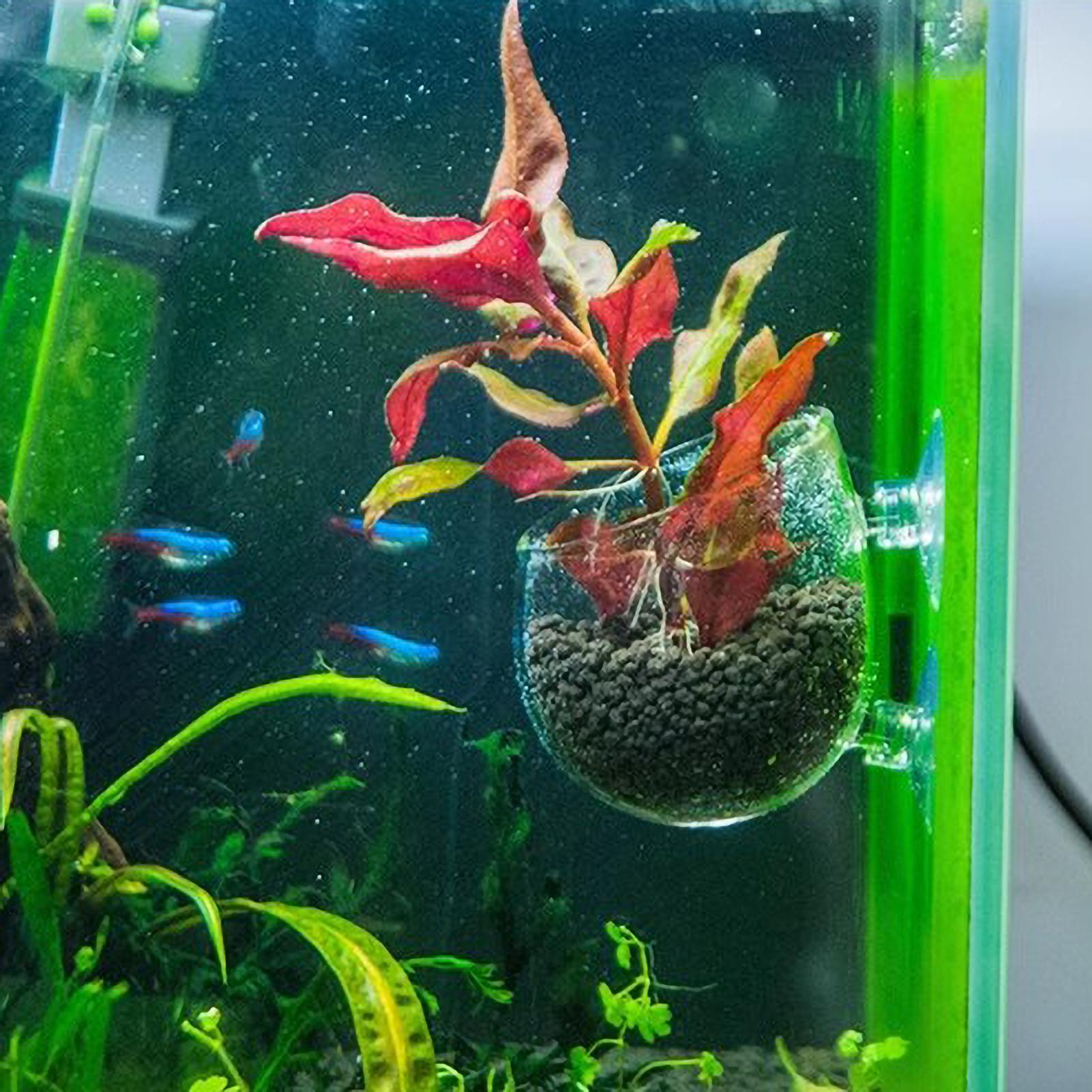 Support pour plantes d'aquariu - Badminton Live avis et prix
