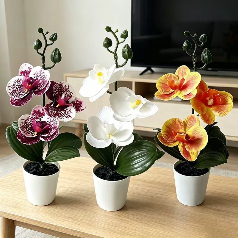 Mini orchidée papillon en pot  - Badminton Live avis et prix