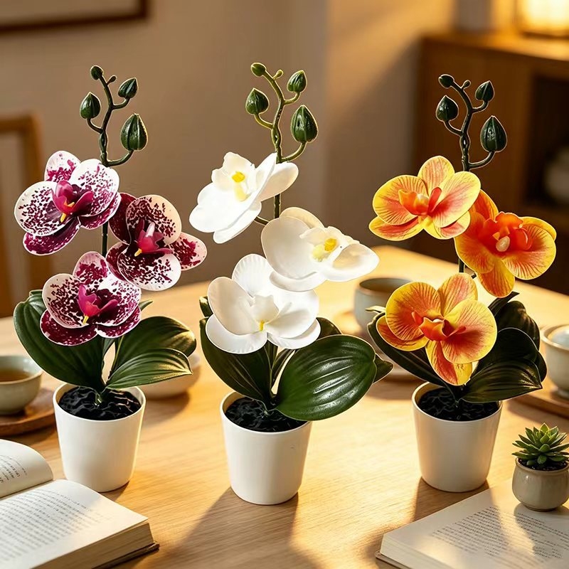 Mini orchidée papillon en pot  - Badminton Live avis et prix