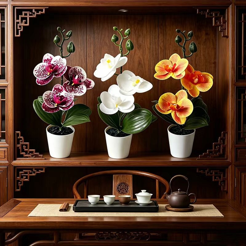 Mini orchidée papillon en pot  - Badminton Live avis et prix