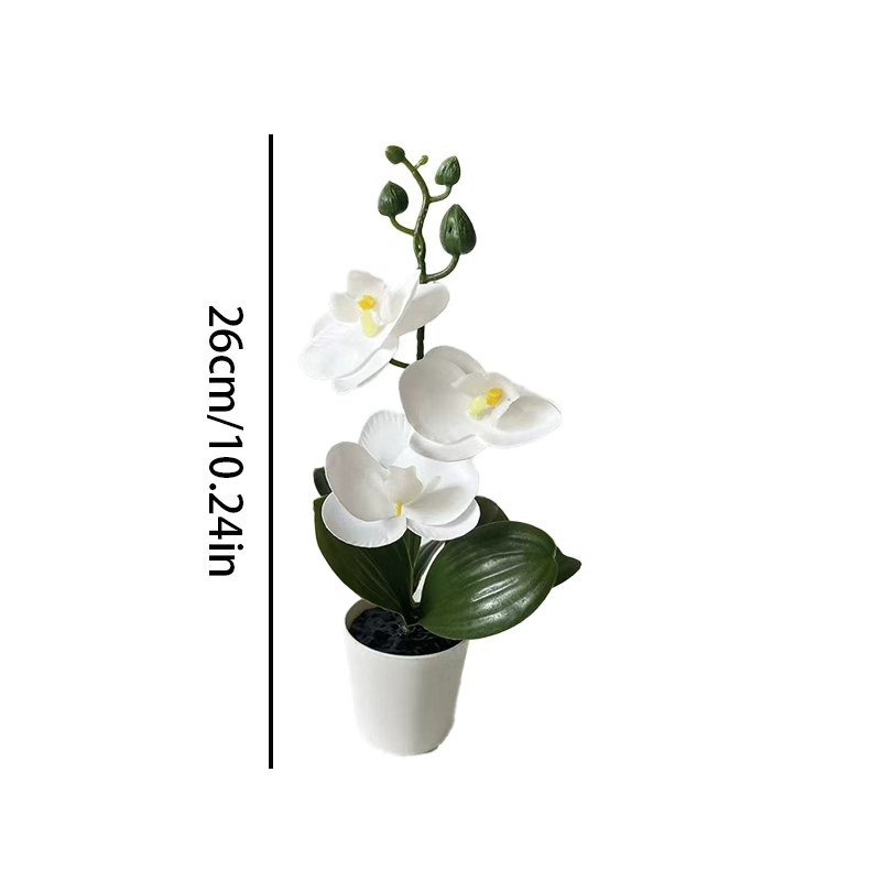 Mini orchidée papillon en pot  - Badminton Live avis et prix